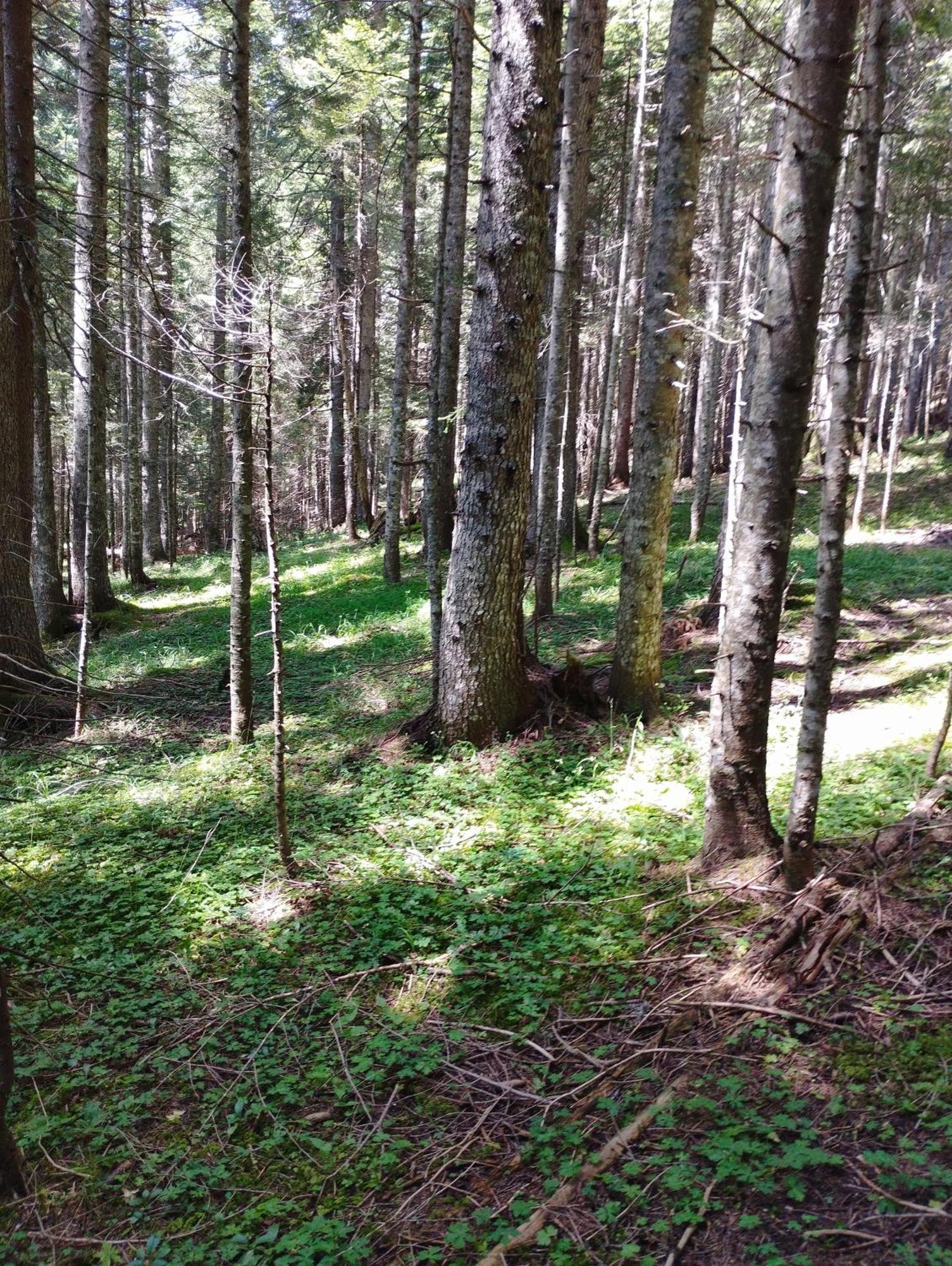 Magic Mountain Βίλα Žabljak Εξωτερικό φωτογραφία